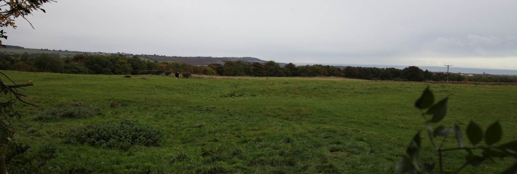 A large grassy field with trees in the background
Description automatically generated