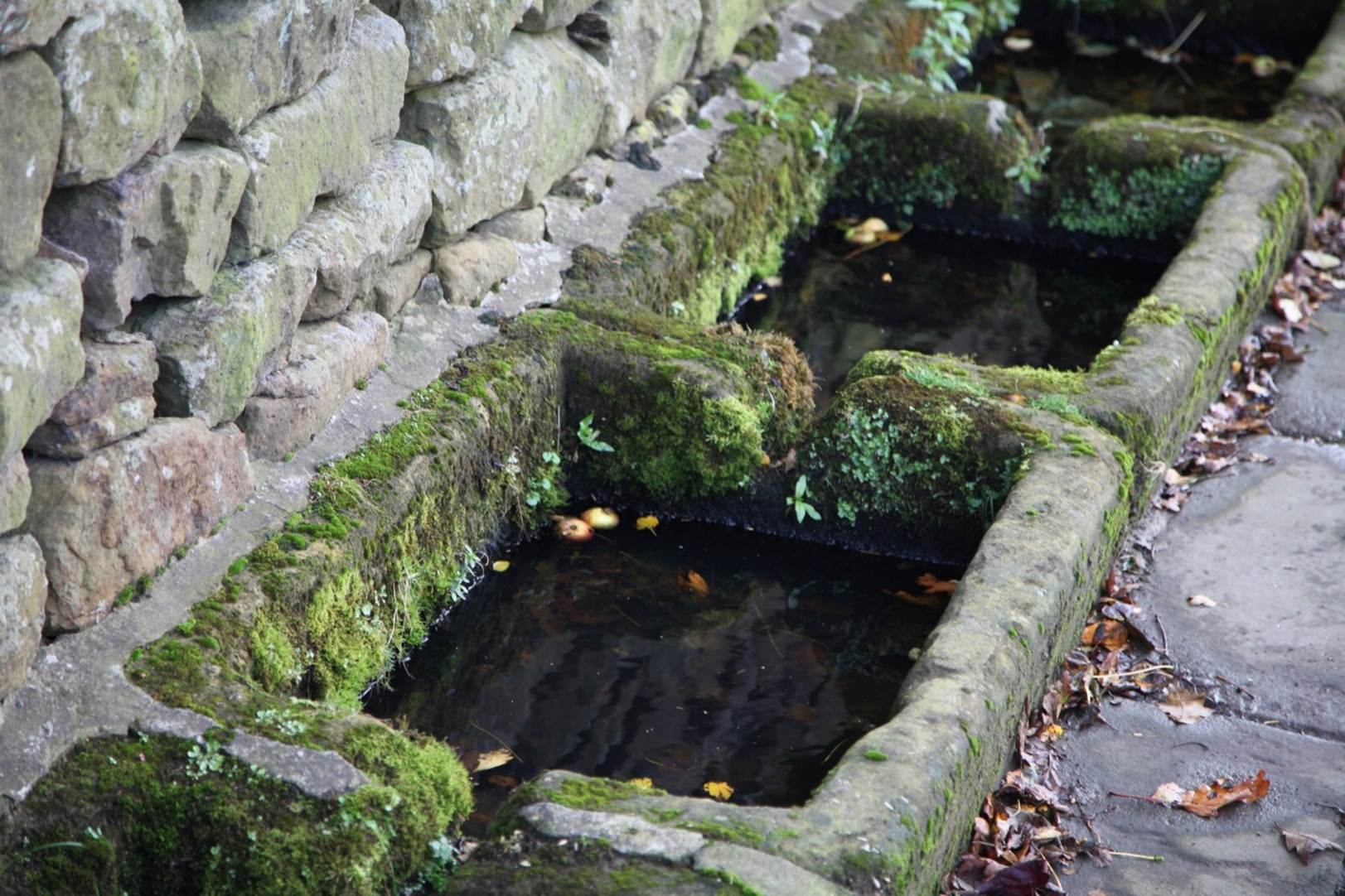 A rectangular stone trough with moss

Description automatically generated with medium confidence