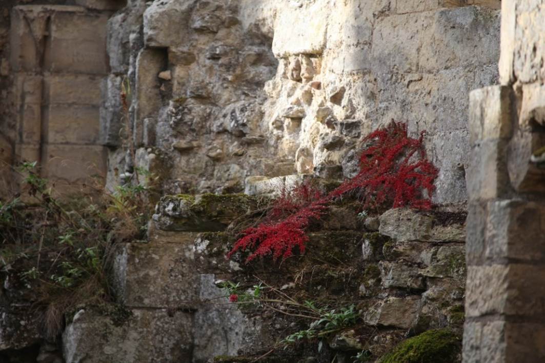 A red plant growing on a stone wall
Description automatically generated