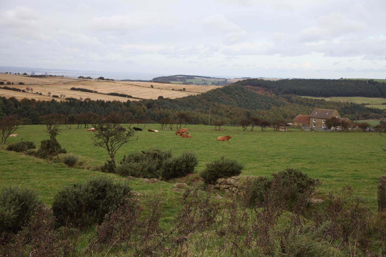 A field of grass with cows grazing
Description automatically generated with medium confidence